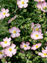 Cistus 'Grayswood Pink'