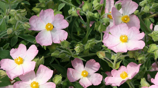 Cistus 'Grayswood Pink'