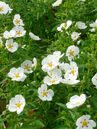 Cistus dansereaui 'Decumbens'