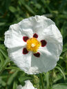 Cistus purpureus 'Alan Fradd'