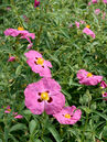 Cistus purpureus