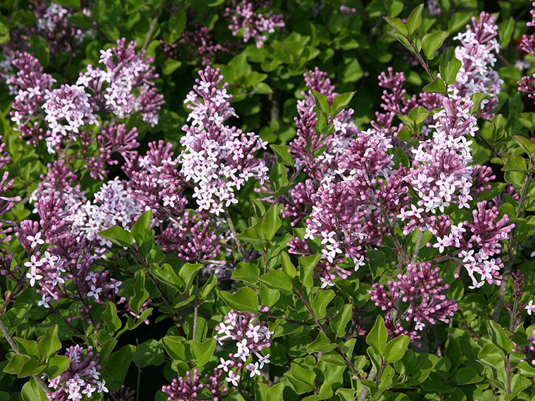 Zwergflieder  Syringa meyeri \'Palibin\' | Hauenstein AG