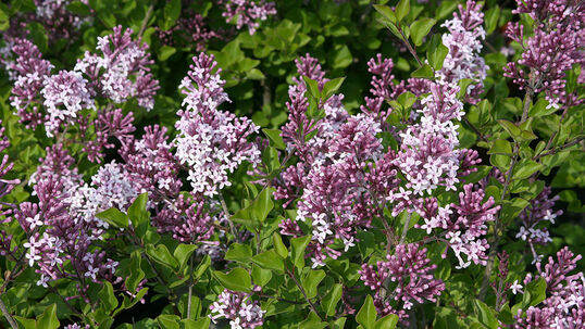 Die süss duftenden Blüten erscheinen zahlreich von Mai bis Juni in kleinen, kurzen Rispen an den Enden der Triebe.