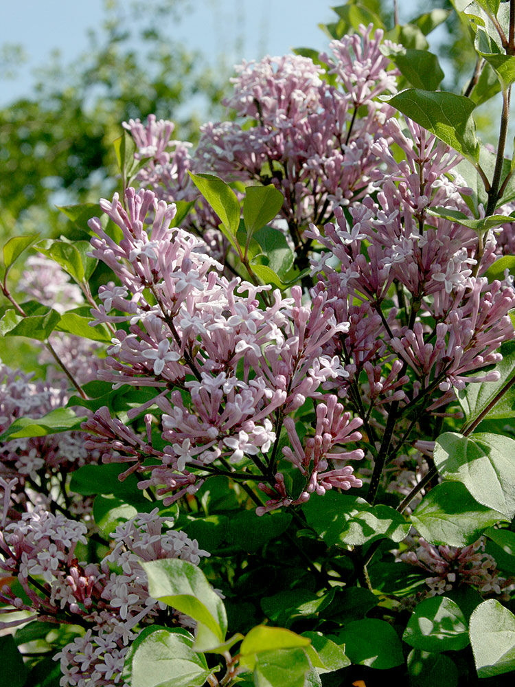 Zwergflieder  Syringa meyeri \'Palibin\' | Hauenstein AG