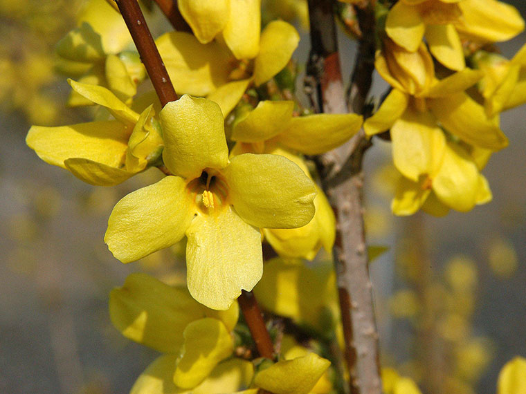 olivenbaum ab wann dngen Olivenbaum Dnger von Flora Boost