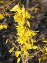 Die goldgelben Blüten können es mit den bekannten Forsythien allemal aufnehmen. Sie sind genauso gross und leuchtend. Foto © PlantaPro