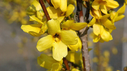 Forsythia intermedia 'Weekend' Foto © PlantaPro
