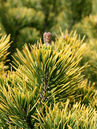 Pinus mugo 'Winter Gold'