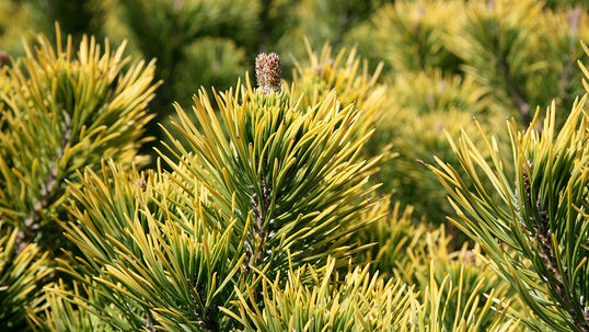 Pinus mugo 'Winter Gold'