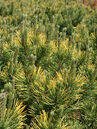 Pinus mugo 'Winter Gold'