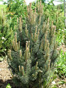 Pinus mugo 'Columbo'