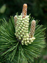 Pinus mugo 'Uncinata' Foto © PlantaPro