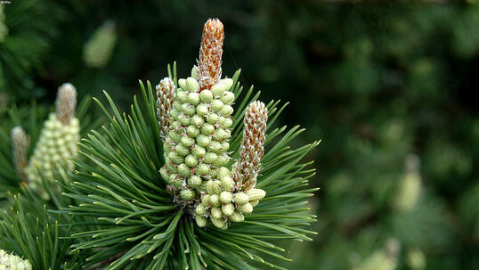 Pinus mugo 'Uncinata' Foto © PlantaPro