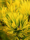 Pinus mugo 'Wintergold'