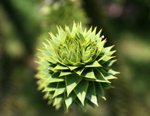 Chiletanne – Araucaria araucana