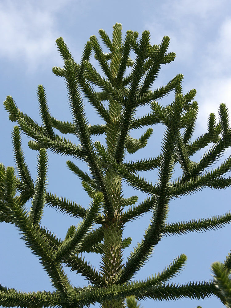 Chiletanne  Araucaria araucana | Hauenstein AG