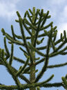 Araucaria araucana