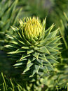 Araucaria araucana