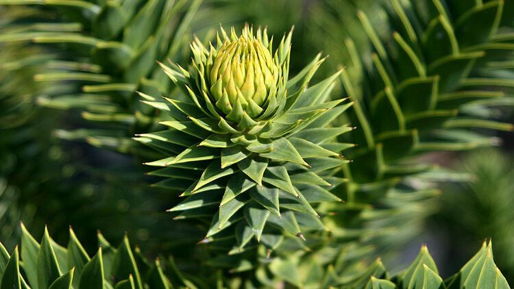 Chiletanne  Araucaria araucana | Hauenstein AG
