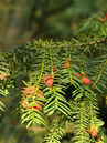 Taxus baccata 'Dovastoniana'  Foto © PlantaPro