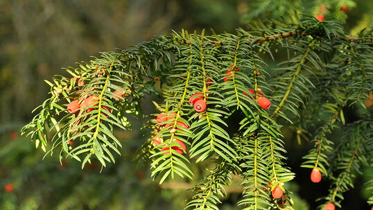 Taxus baccata 'Dovastoniana' Foto © PlantaPro