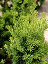 Taxus baccata 'Nissens Präsident'