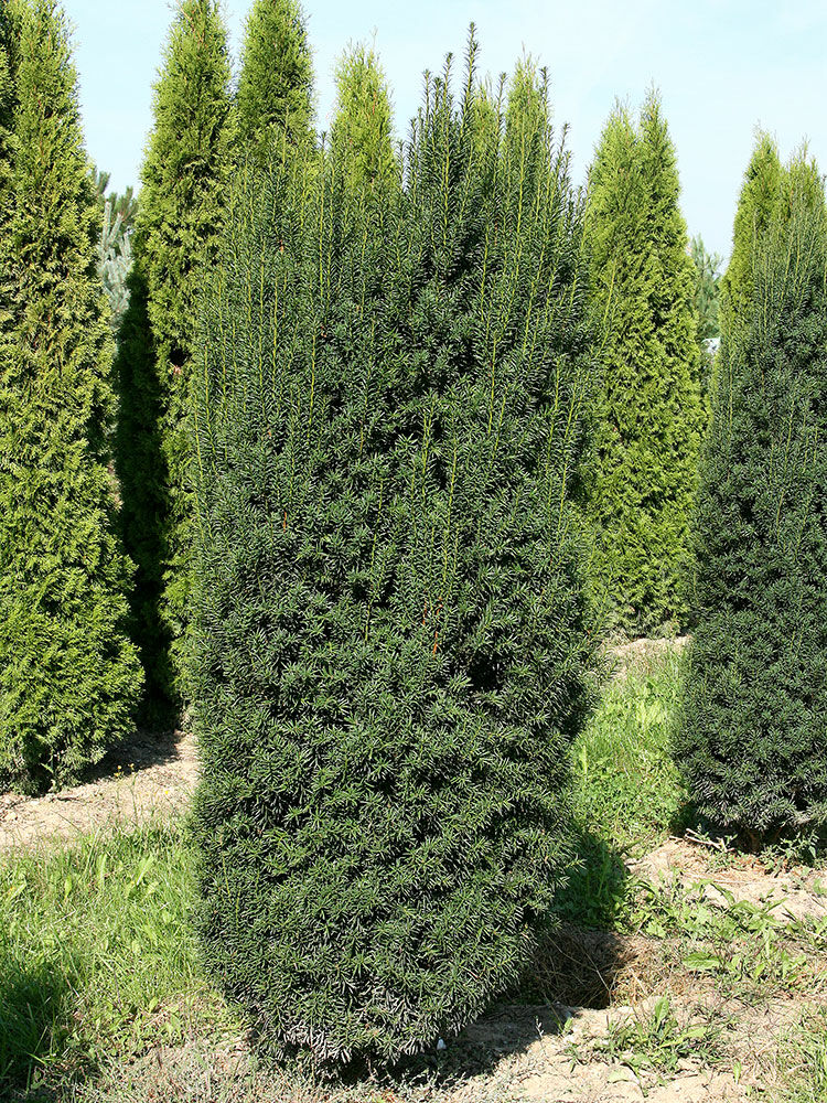 Eibe  Taxus baccata | Hauenstein AG
