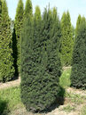 Taxus baccata 'Overeynderi'