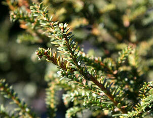 Eibe – Taxus baccata 