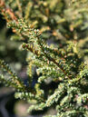 Taxus baccata 'Rushmore'