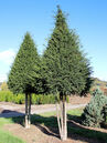 Taxus baccata 'Schirm'