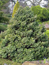 Chamaecyparis pisifera 'Boulevard' Foto © PlantaPro