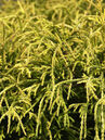 Chamaecyparis pisifera 'Sungold'  Foto © PlantaPro