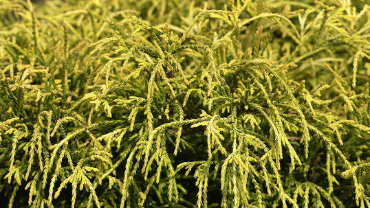 Chamaecyparis pisifera 'Sungold' Foto © PlantaPro