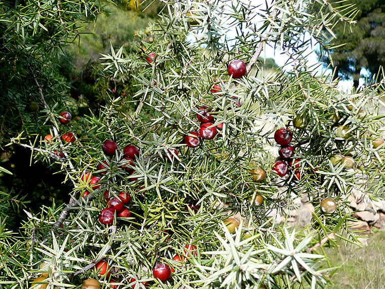 kann man oleander mit zitrusdünger düngen Oleander Dünger Flora Boost PRO main image 0