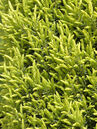 Juniperus communis 'Gold Cone' Foto © PlantaPro