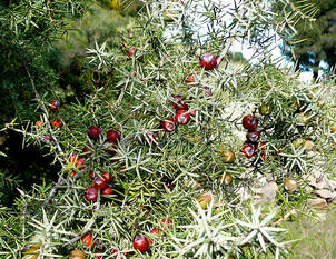 Gemeiner Wacholder – Juniperus communis