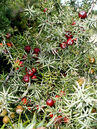 Juniperus communis
