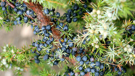 Die Nadeln stechen und die Beeren sind essbar und gesund. Sie werden gerne mit einem Braten oder im Sauerkraut mitgekocht.