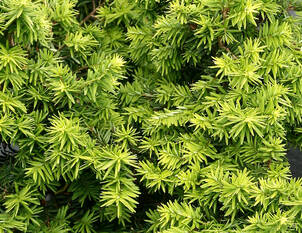 Hemlockstanne – Tsuga canadensis 