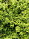 Tsuga canadensis 'Greenwood Lake'
