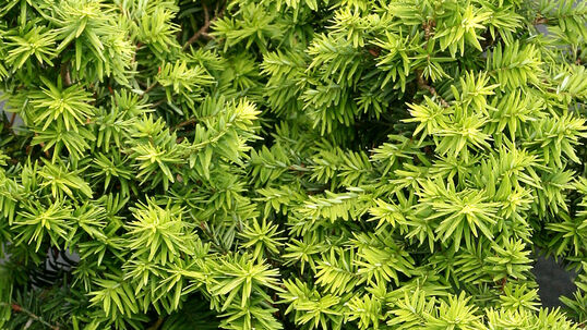 Tsuga canadensis 'Greenwood Lake'