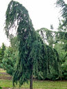 Tsuga canadensis 'Pendula'