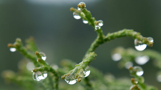 Die feingliedrigen Zweige mit den Schuppenblättern sind bei der Sorte 'Coralliformis' interessant, auch bei Regen.