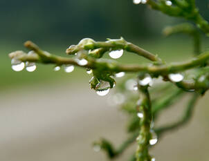 Hinoki-Scheinzypresse – Chamaecyparis obtusa