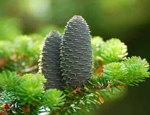 Koreatanne Zwergformen – Abies koreana