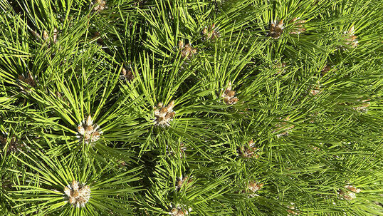 Die Knospen respektive die Austriebe der Kugelföhre haben eine attraktive, helle Farbe und stehen damit in einem interessanten Kontrast zu den dunkelgrünen Nadeln. Foto © PlantaPro