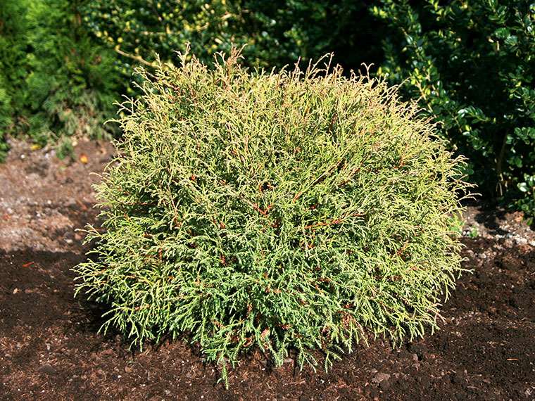 Kugellebensbaum Thujaoccidentalis \'Mr. BowlingBall\' Hauenstein AG