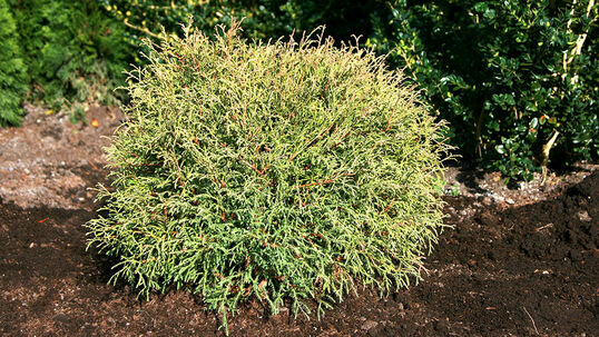 Der Kugellebensbaum ist eine Zwergform mit einem, wie der Sortenname schon sagt, kugeligen Wuchs. 