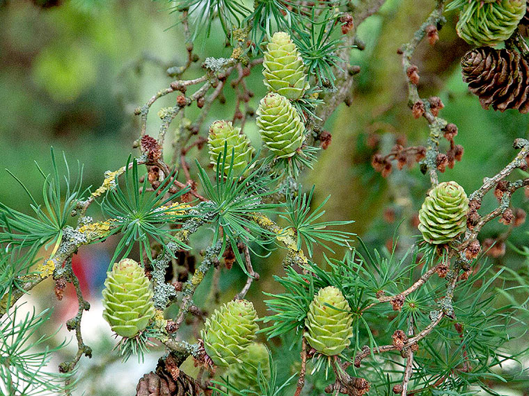 Lärche Larix Hauenstein AG